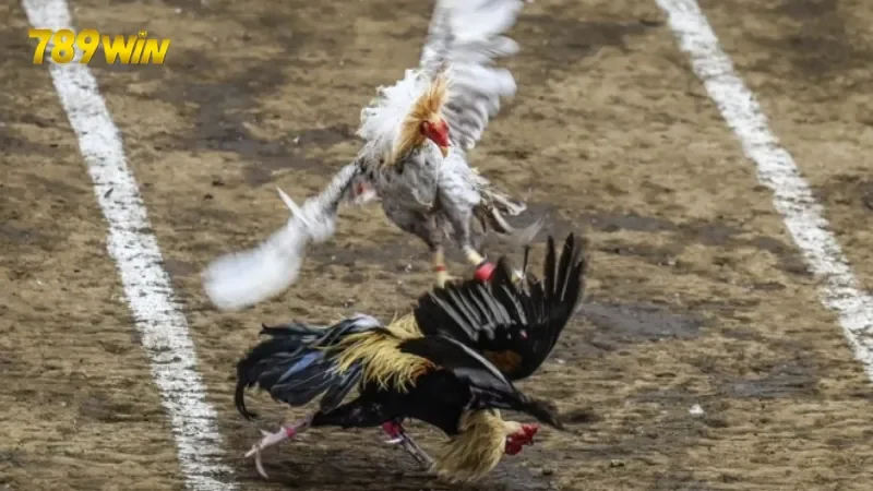 Chương trình khuyến mãi hấp dẫn dành cho người chơi đá gà tại 789 win