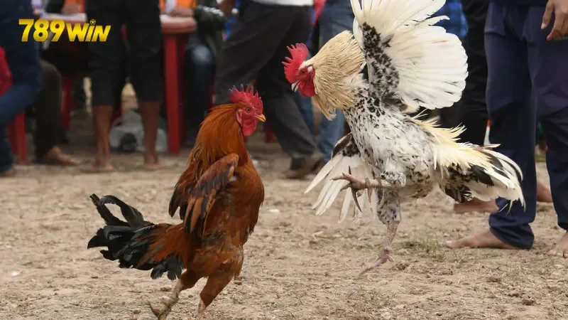 Tỷ lệ thưởng khi tham gia đá gà tại 789win